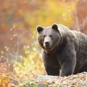 Eurasian brown bear (Ursus arctos arctos) walking on a rock in an autumn forest with colorful foliage Eurasian brown bear (Ursus arctos arctos) walking on a rock in an autumn forest with colorful foliage