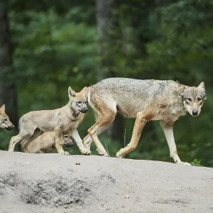 Eurasian (Canis lupus lupus) wolfes