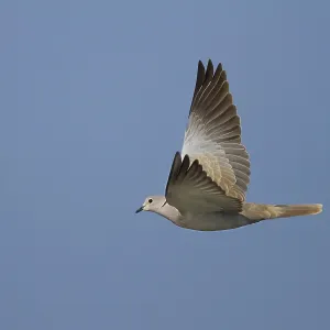 Eurasian Collared Dove (Streptopelia decaocto) flying