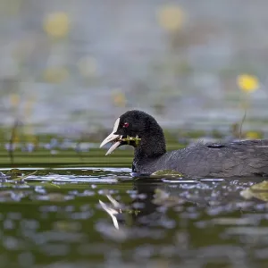 Eurasian Coot (Fulica atra) eating a water plant