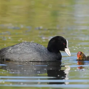 Eurasian Coot (Fulica atra) feeding chicks Eurasian Coot (Fulica atra) feeding chicks