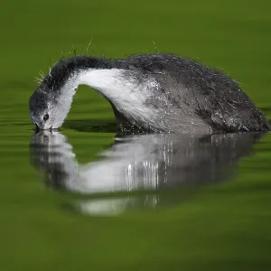 Eurasian Coot (Fulica atra) juvenile Eurasian Coot (Fulica atra) juvenile