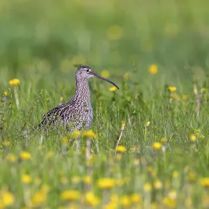 Eurasian curlew, common curlew (Numenius Arquata) Eurasian curlew, common curlew (Numenius Arquata)