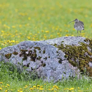 Eurasian curlew, common curlew (Numenius Arquata) Eurasian curlew, common curlew (Numenius Arquata)