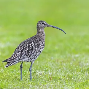 Eurasian curlew, common curlew (Numenius arquata) foraging in grassland Eurasian curlew, common curlew (Numenius arquata) foraging in grassland