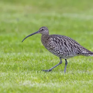 Eurasian curlew, common curlew (Numenius arquata) foraging in grassland Eurasian curlew, common curlew (Numenius arquata) foraging in grassland