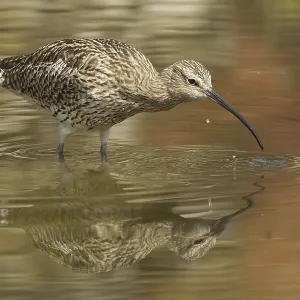 Eurasian Curlew (Numenius arquata)