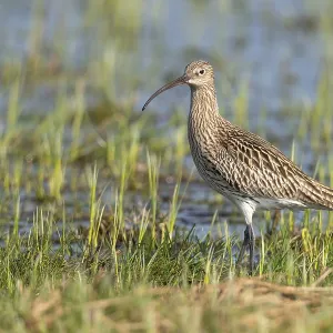 Eurasian curlew (Numenius arquata) Eurasian curlew (Numenius arquata)