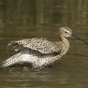 Eurasian Curlew (Numenius arquata) bathing