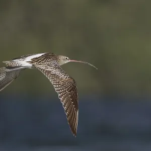 Eurasian Curlew (Numenius arquata orientalis)