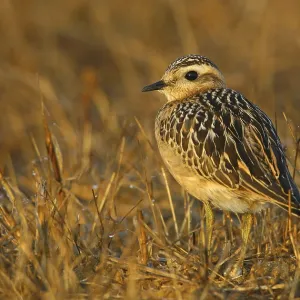 Eurasian Dotterel (Charadrius morinellus)