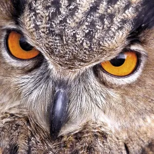 Eurasian Eagle Owl (Bubo bubo)