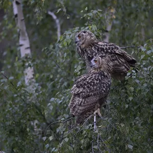 Eurasian Eagle-Owl (Bubo bubo) Eurasian Eagle-Owl (Bubo bubo)