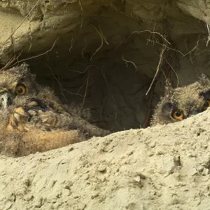 Eurasian eagle-owl (Bubo bubo) Eurasian eagle-owl (Bubo bubo)