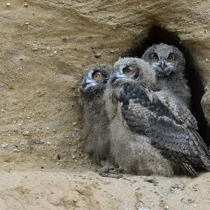 Eurasian Eagle-Owl (Bubo bubo) juveniles perched on the ground