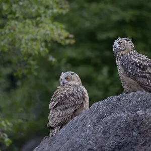 Eurasian Eagle-Owl (Bubo bubo) juveniles perched on a rock Eurasian Eagle-Owl (Bubo bubo) juveniles perched on a rock
