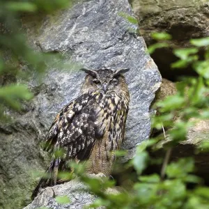 Eurasian Eagle-owl winking (Bubo bubo)