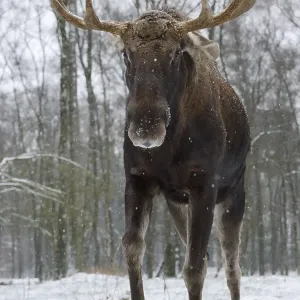 Eurasian Elk Print: Captive Bull in Winter Eurasian Elk Print: Captive Bull in Winter
