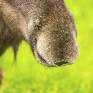 Eurasian elk (Alces alces), detail, nose, Austria