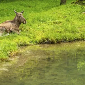 Eurasian elk (Alces alces) lying next to a little lake