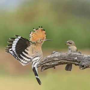 Eurasian Hoopoe & Red-backed Shrike (Upupa epops & Lanius collurio) perched on a branch Eurasian Hoopoe & Red-backed Shrike (Upupa epops & Lanius collurio) perched on a branch