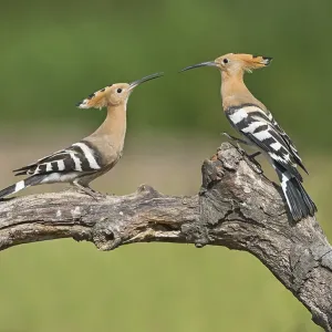 Eurasian Hoopoe (Upupa epops) fighting Eurasian Hoopoe (Upupa epops) fighting