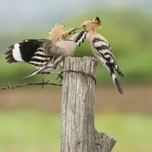 Eurasian Hoopoe (Upupa epops) fighting for perch Eurasian Hoopoe (Upupa epops) fighting for perch