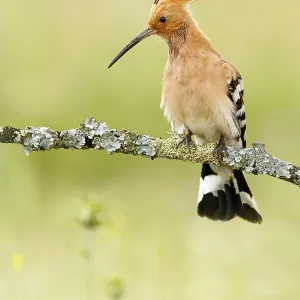 Eurasian Hoopoe (Upupa epops) male perched on a branch