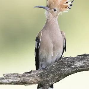 Eurasian Hoopoe (Upupa epops) perched on a branch Eurasian Hoopoe (Upupa epops) perched on a branch