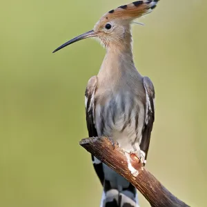Eurasian Hoopoe (Upupa epops) perched on a branch Eurasian Hoopoe (Upupa epops) perched on a branch