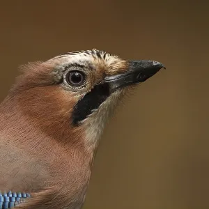 Eurasian Jay (Garrulus glandarius) Eurasian Jay (Garrulus glandarius)