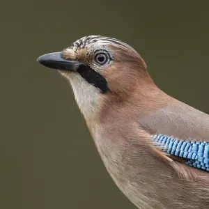 Eurasian jay (garrulus glandarius)