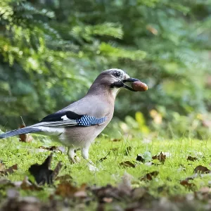 Eurasian Jay (Garrulus glandarius) with acorn walks through autumn grass in front of gentle bokeh Eurasian Jay (Garrulus glandarius) with acorn walks through autumn grass in front of gentle bokeh