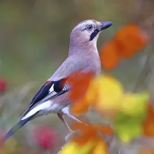 Eurasian jay (Garrulus glandarius) with colourful autumn leaves