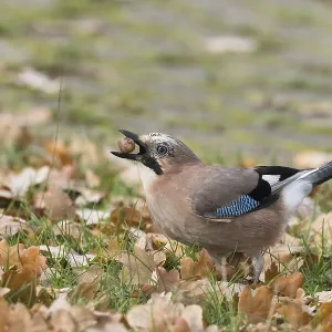Eurasian Jay (Garrulus glandarius) in the midst of autumn leaves keeping an acorn in its beak Eurasian Jay (Garrulus glandarius) in the midst of autumn leaves keeping an acorn in its beak