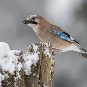 Eurasian jay (garrulus glandarius) in the snow