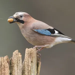 Eurasian jay (garrulus glandarius) at the winter feeding site