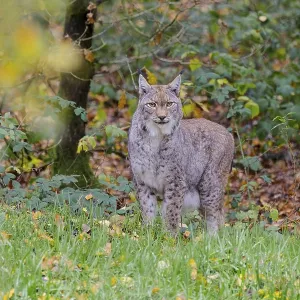 Eurasian lynx (Lynx lynx) in autumn foliage