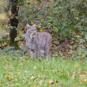 Eurasian lynx (Lynx lynx) in autumn foliage