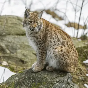 Eurasian lynx (Lynx lynx) calling from rock in the taiga in the snow in winter Eurasian lynx (Lynx lynx) calling from rock in the taiga in the snow in winter