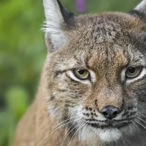 Eurasian lynx (Lynx lynx) close-up portrait