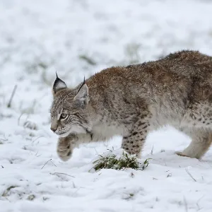 Eurasian Lynx (Lynx lynx) cub sneaking up in snow Eurasian Lynx (Lynx lynx) cub sneaking up in snow