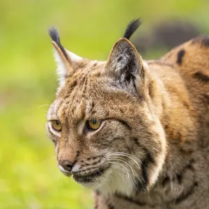 Eurasian lynx (Lynx lynx), in a forest