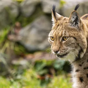 Eurasian lynx (Lynx lynx), in a forest