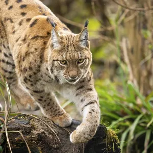 Eurasian lynx (Lynx lynx), in a forest Eurasian lynx (Lynx lynx), in a forest