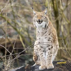 Eurasian lynx (Lynx lynx), in a forest Eurasian lynx (Lynx lynx), in a forest