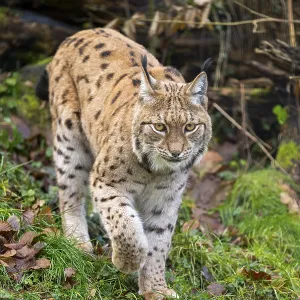 Eurasian lynx (Lynx lynx), in a forest