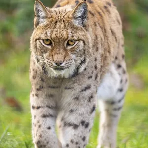 Eurasian lynx (Lynx lynx), in a forest Eurasian lynx (Lynx lynx), in a forest