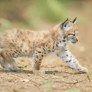 Eurasian lynx (Lynx lynx), kitten staying on the forestground Eurasian lynx (Lynx lynx), kitten staying on the forestground