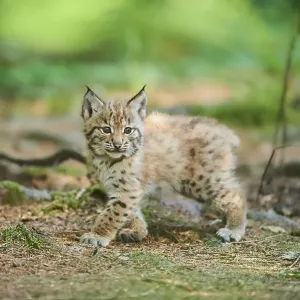 Eurasian lynx (Lynx lynx), kitten staying on the forestground Eurasian lynx (Lynx lynx), kitten staying on the forestground